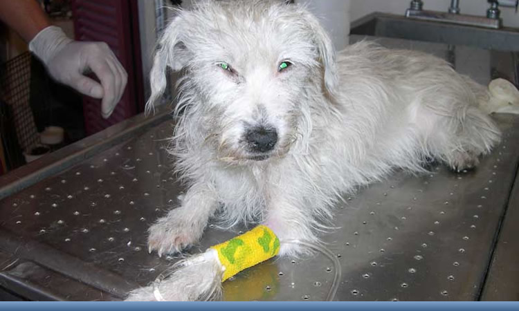 Med Dog Hospital Veterinário 24 Horas